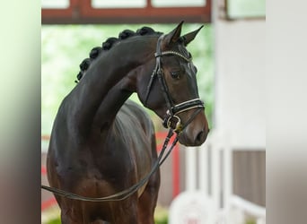 Oldenburger, Hengst, 3 Jahre, 167 cm, Dunkelbrauner