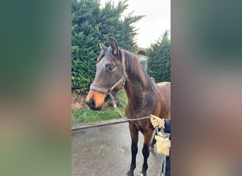 Oldenburger, Hengst, 3 Jahre, 167 cm, Dunkelbrauner