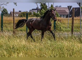 Oldenburger, Hengst, 3 Jahre, 167 cm, Dunkelbrauner