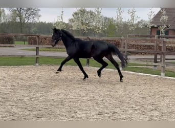 Oldenburger, Hengst, 3 Jahre, 167 cm, Schwarzbrauner