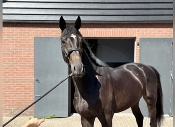 Oldenburger, Hengst, 3 Jahre, 167 cm, Schwarzbrauner