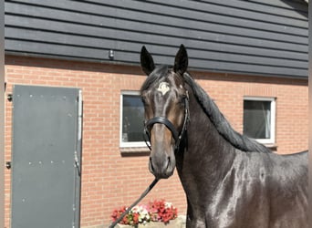 Oldenburger, Hengst, 3 Jahre, 167 cm, Schwarzbrauner