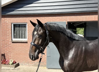 Oldenburger, Hengst, 3 Jahre, 167 cm, Schwarzbrauner
