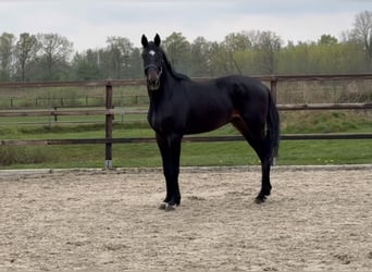 Oldenburger, Hengst, 3 Jahre, 167 cm, Schwarzbrauner