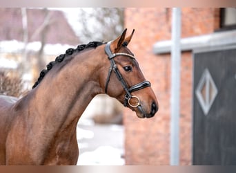 Oldenburger, Hengst, 3 Jahre, 168 cm, Brauner