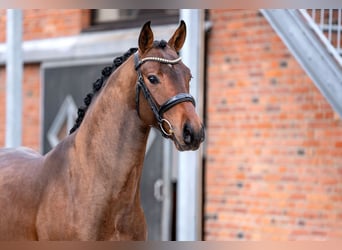 Oldenburger, Hengst, 3 Jahre, 168 cm, Brauner
