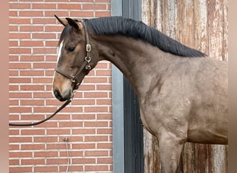 Oldenburger, Hengst, 3 Jahre, 168 cm, Brauner