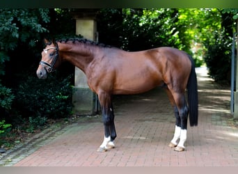Oldenburger, Hengst, 3 Jahre, 168 cm, Brauner