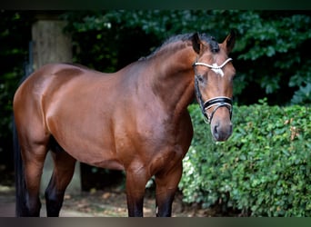 Oldenburger, Hengst, 3 Jahre, 168 cm, Brauner