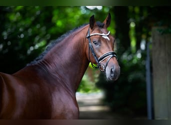 Oldenburger, Hengst, 3 Jahre, 168 cm, Brauner