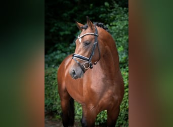 Oldenburger, Hengst, 3 Jahre, 168 cm, Brauner