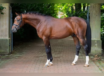 Oldenburger, Hengst, 3 Jahre, 168 cm, Brauner