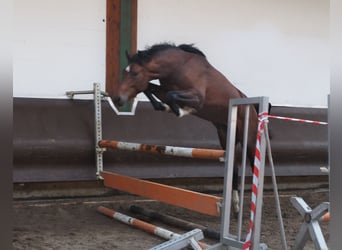 Oldenburger, Hengst, 3 Jahre, 168 cm, Brauner