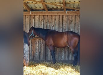 Oldenburger, Hengst, 3 Jahre, 168 cm, Dunkelbrauner