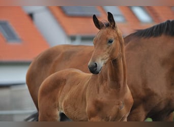 Oldenburger, Hengst, 3 Jahre, 168 cm, Dunkelbrauner