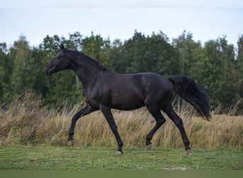 Oldenburger, Hengst, 3 Jahre, 168 cm, Rappe