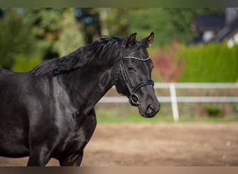 Oldenburger, Hengst, 3 Jahre, 168 cm, Rappe