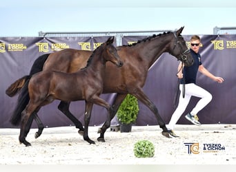 Oldenburger, Hengst, 3 Jahre, 168 cm, Rappe