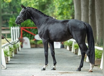 Oldenburger, Hengst, 3 Jahre, 168 cm, Rappe