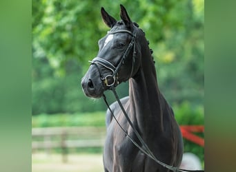 Oldenburger, Hengst, 3 Jahre, 168 cm, Rappe