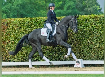 Oldenburger, Hengst, 3 Jahre, 168 cm, Rappe