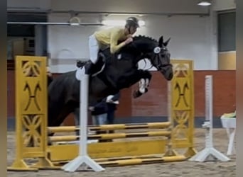 Oldenburger, Hengst, 3 Jahre, 168 cm, Rappschimmel Oldenburger, Hengst, 3 Jahre, 168 cm, Rappschimmel