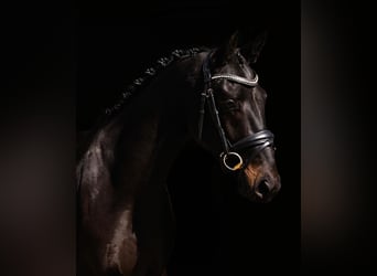 Oldenburger, Hengst, 3 Jahre, 169 cm, Schwarzbrauner