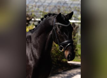 Oldenburger, Hengst, 3 Jahre, 169 cm, Schwarzbrauner