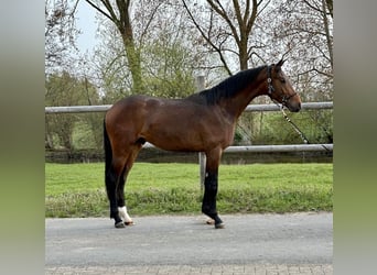 Oldenburger, Hengst, 3 Jahre, 170 cm, Brauner