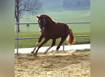 Oldenburger, Hengst, 3 Jahre, 170 cm, Dunkelfuchs