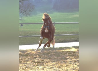 Oldenburger, Hengst, 3 Jahre, 170 cm, Dunkelfuchs