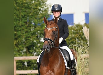 Oldenburger, Hengst, 3 Jahre, 170 cm, Dunkelfuchs