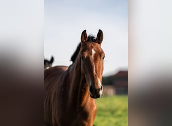 Oldenburger, Hengst, 3 Jahre, 170 cm