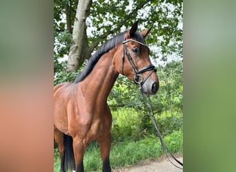 Oldenburger, Hengst, 3 Jahre, 172 cm, Brauner