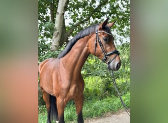 Oldenburger, Hengst, 3 Jahre, 172 cm, Brauner