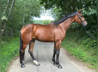 Oldenburger, Hengst, 3 Jahre, 172 cm, Brauner