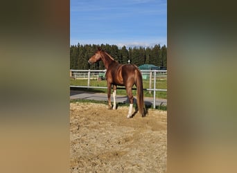 Oldenburger, Hengst, 3 Jahre, 172 cm, Dunkelfuchs