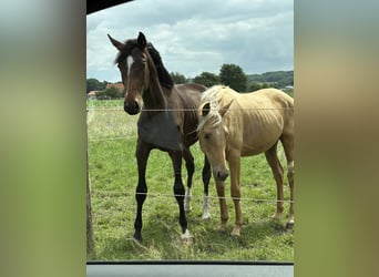 Oldenburger, Hengst, 3 Jahre, 175 cm, Brauner