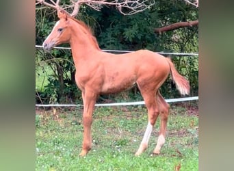 Oldenburger, Hengst, 3 Jahre