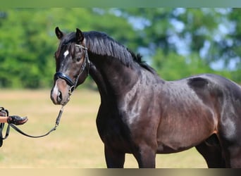 Oldenburger, Hengst, 3 Jahre