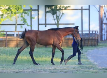 Oldenburger, Hengst, 3 Jahre