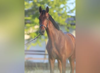 Oldenburger, Hengst, 3 Jahre