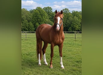 Oldenburger, Hengst, 4 Jaar, 160 cm, Vos