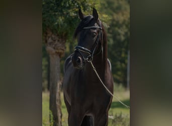 Oldenburger, Hengst, 4 Jaar, 166 cm, Donkerbruin