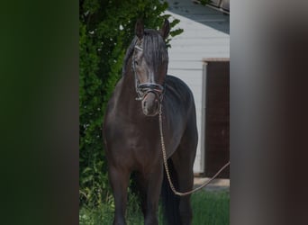 Oldenburger, Hengst, 4 Jaar, 166 cm, Donkerbruin