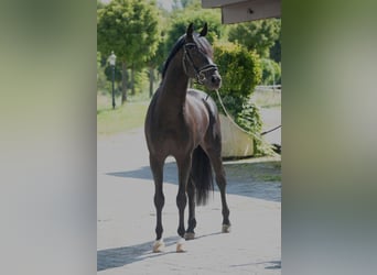 Oldenburger, Hengst, 4 Jaar, 166 cm, Donkerbruin