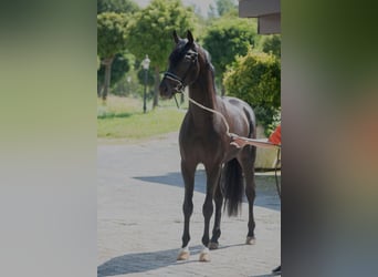 Oldenburger, Hengst, 4 Jaar, 166 cm, Donkerbruin