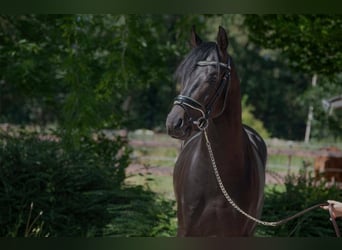 Oldenburger, Hengst, 4 Jaar, 166 cm, Donkerbruin