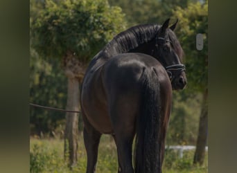 Oldenburger, Hengst, 4 Jaar, 166 cm, Donkerbruin