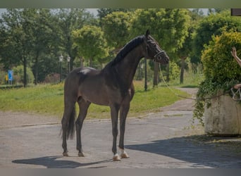 Oldenburger, Hengst, 4 Jaar, 166 cm, Donkerbruin